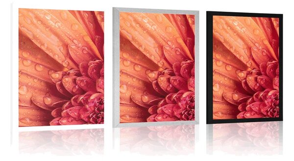 Plakat pomarańczowa gerbera z kroplami wody