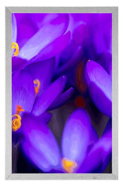 Plakat kwitnący fioletowy krokus