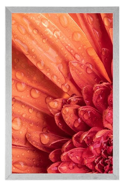 Plakat pomarańczowa gerbera z kroplami wody