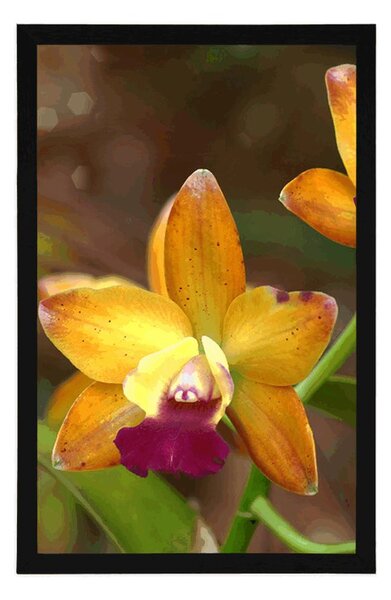 Plakat pomarańczowa orchidea