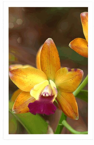 Plakat pomarańczowa orchidea