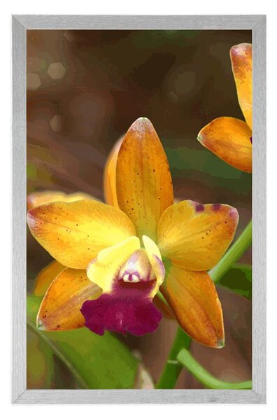 Plakat pomarańczowa orchidea