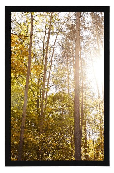 Plakat las w jesiennych kolorach