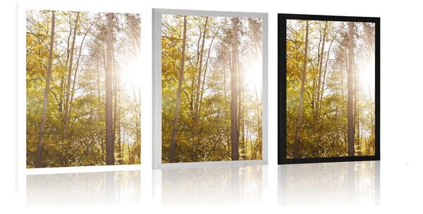 Plakat las w jesiennych kolorach