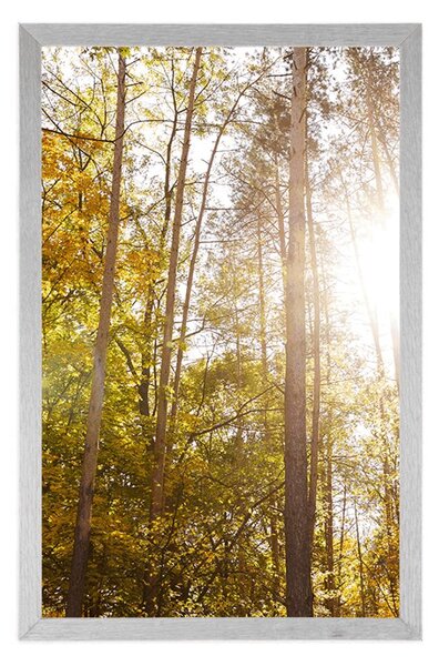 Plakat las w jesiennych kolorach