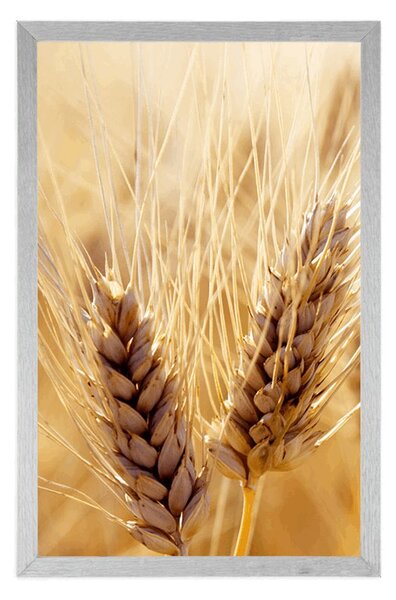 Plakat pole pszenicy
