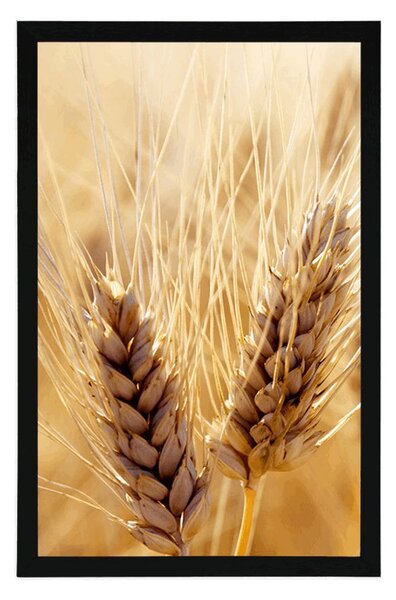 Plakat pole pszenicy