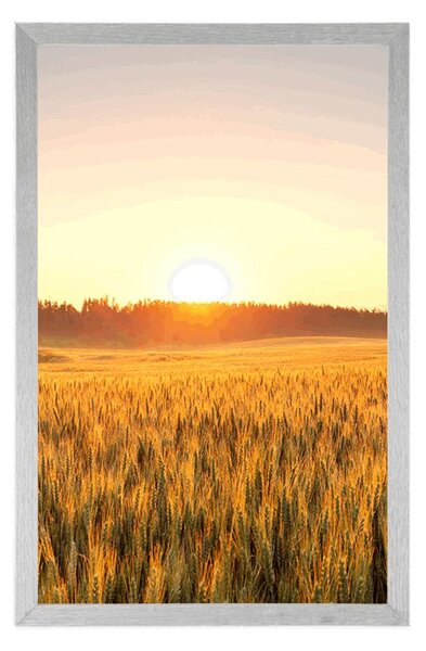 Plakat zachód słońca nad polem pszenicy