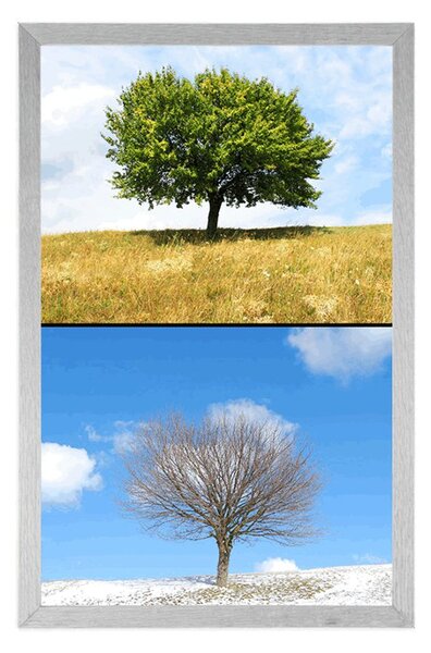 Plakat drzewo w porach roku