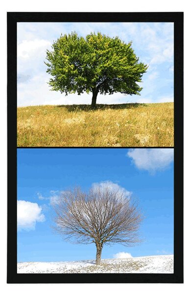 Plakat drzewo w porach roku