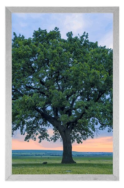Plakat samotny dąb