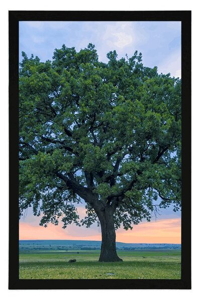 Plakat samotny dąb