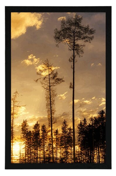 Plakat wczesnym wieczorem w lesie