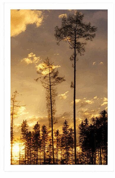 Plakat wczesnym wieczorem w lesie