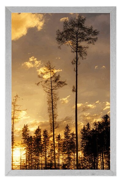 Plakat wczesnym wieczorem w lesie