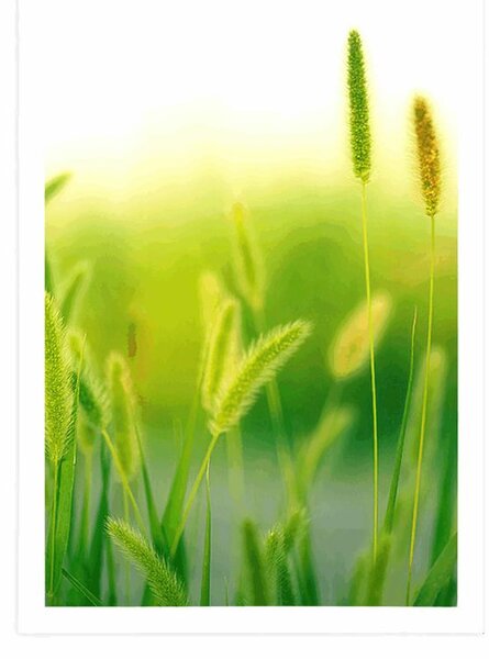 Plakat źdźbła trawy w zielonym designie