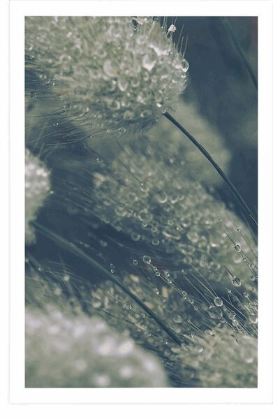 Plakat krople rosy na trawie