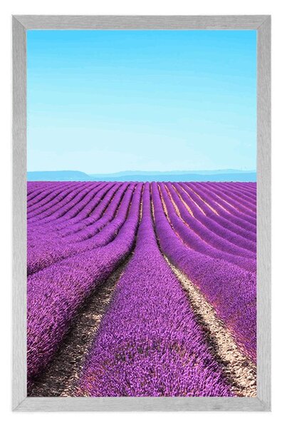 Plakat niekończące się pole lawendy