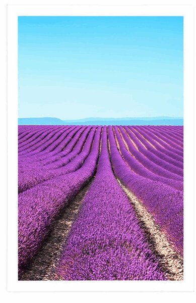 Plakat niekończące się pole lawendy