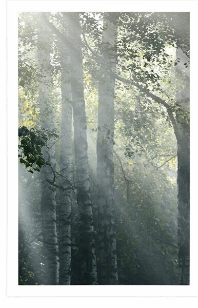 Plakat promienie słońca w mglistym lesie