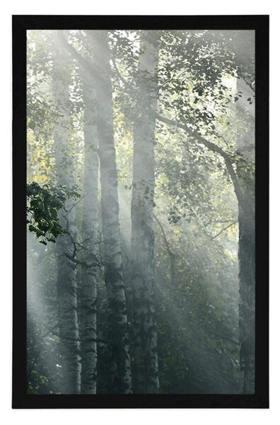 Plakat promienie słońca w mglistym lesie
