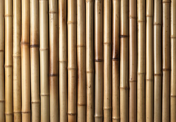 Fototapeta - Bambusy (196x136 cm)