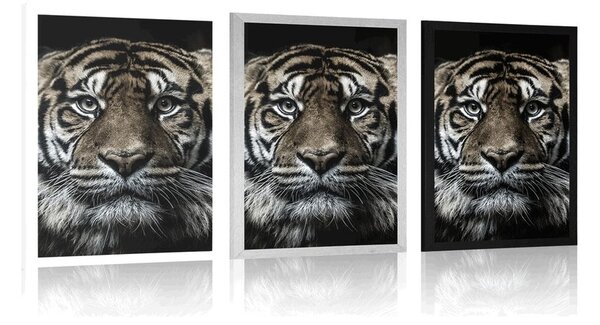 Plakat tygrys