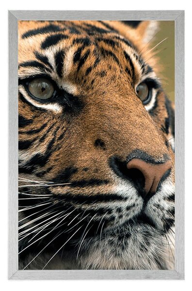 Plakat tygrys bengalski