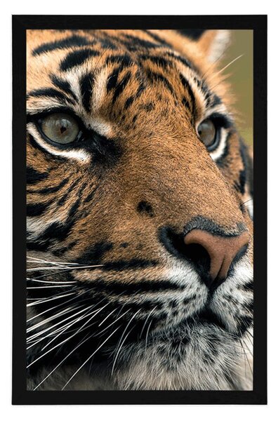 Plakat tygrys bengalski