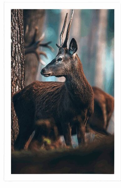 Plakat jeleń w sosnowym lesie