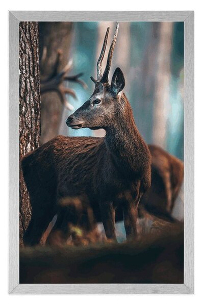 Plakat jeleń w sosnowym lesie