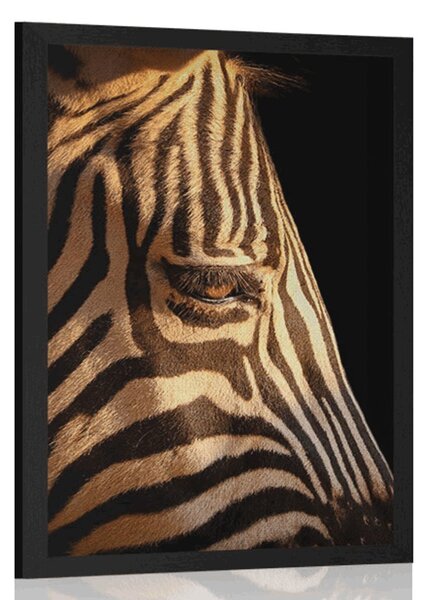 Plakat portret zebry
