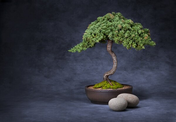 Fototapeta - Bonsai (196x136 cm)