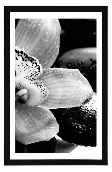 Plakat z passe-partout egzotyczna orchidea w czerni i bieli