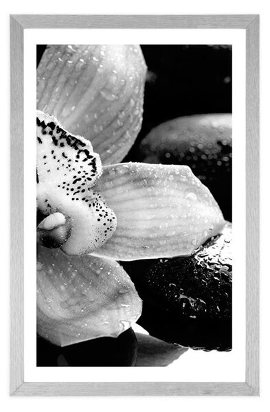 Plakat z passe-partout egzotyczna orchidea w czerni i bieli
