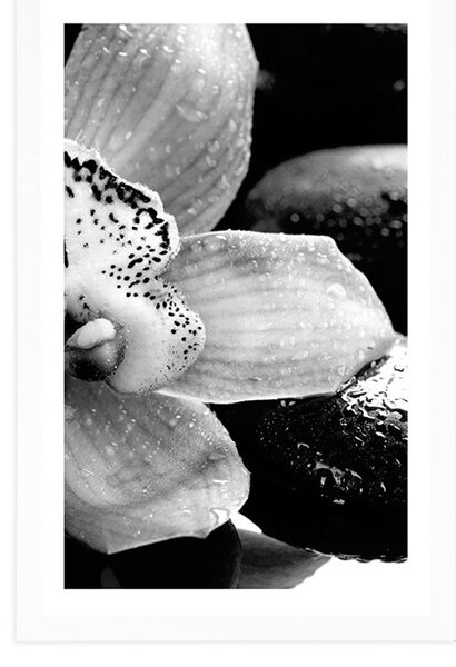 Plakat z passe-partout egzotyczna orchidea w czerni i bieli