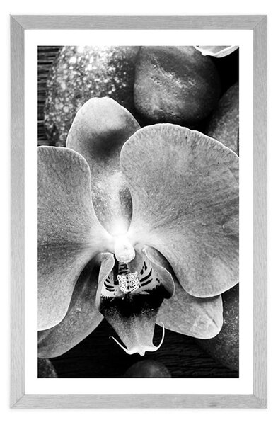 Plakat z passe-partout cudowna orchidea i kamienie w czerni i bieli