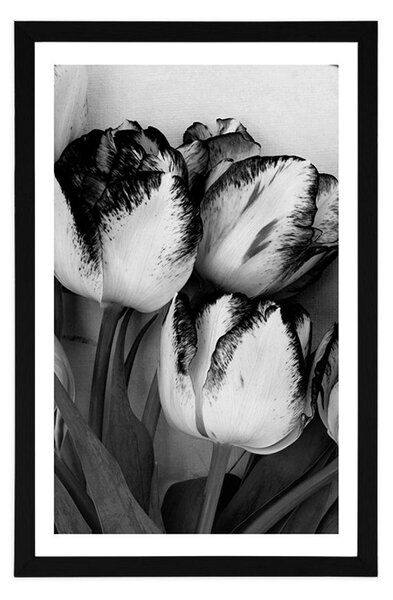 Plakat z passe-partout wiosenne tulipany w czerni i bieli