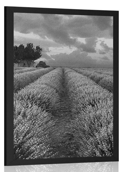 Plakat lawendowe pole w czerni i bieli