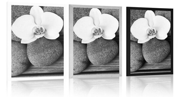 Plakat kamienie wellness i orchidea na drewnianym tle w czerni i bieli