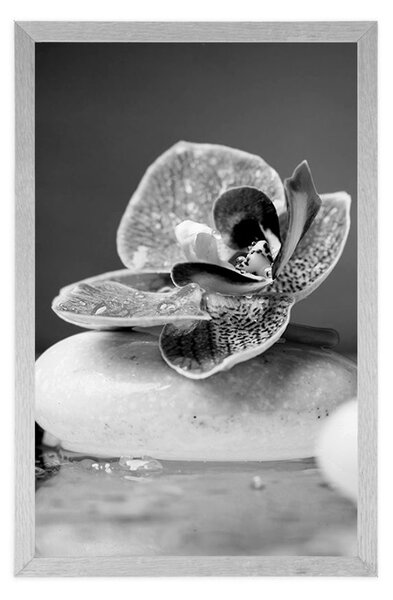 Plakat orchidea i kamienie zen w czerni i bieli