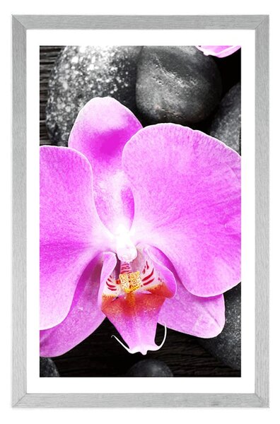 Plakat z passe-partout cudowna orchidea i kamienie