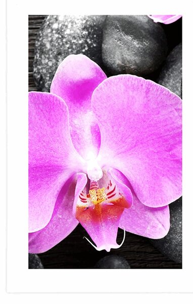 Plakat z passe-partout cudowna orchidea i kamienie