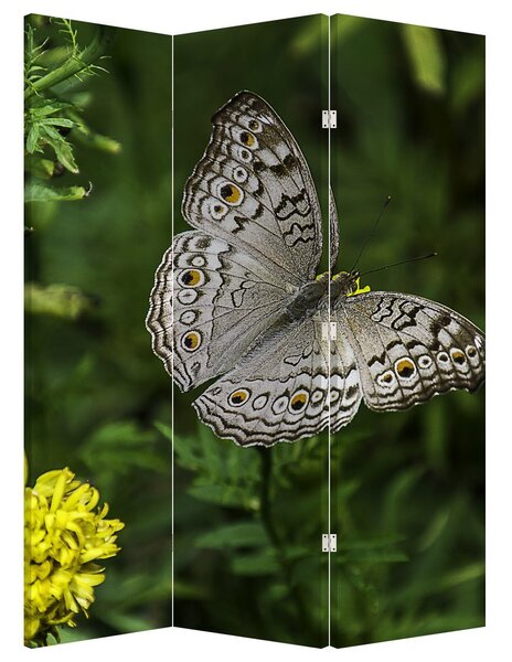 Parawan - Biały motyl (126x170 cm)
