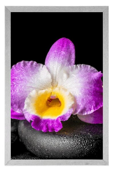 Plakat z passe-partout górska fioletowa orchidea na kamieniach Zen