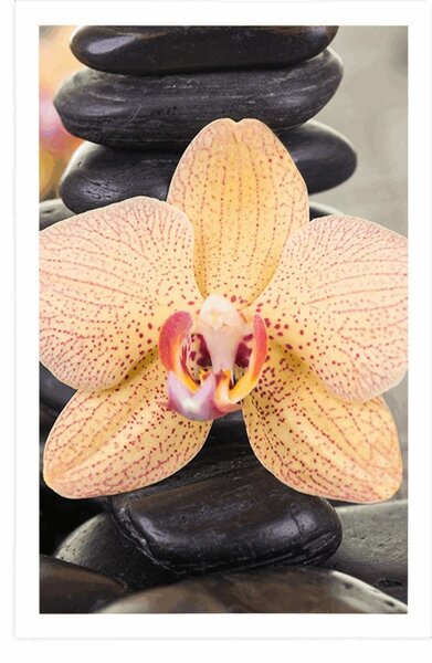 Plakat żółta orchidea i kamienie Zen