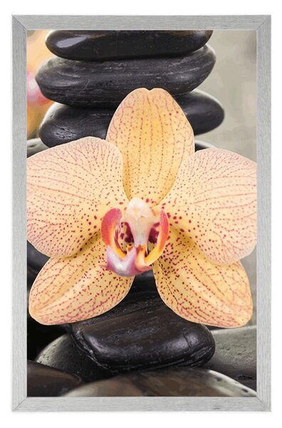 Plakat żółta orchidea i kamienie Zen