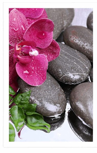 Plakat kwitnąca orchidea i kamienie wellness