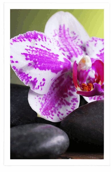 Plakat orchidea i czarne kamienie