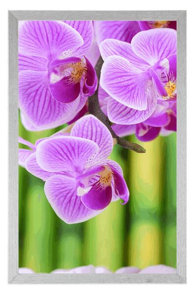 Plakat ogród zen